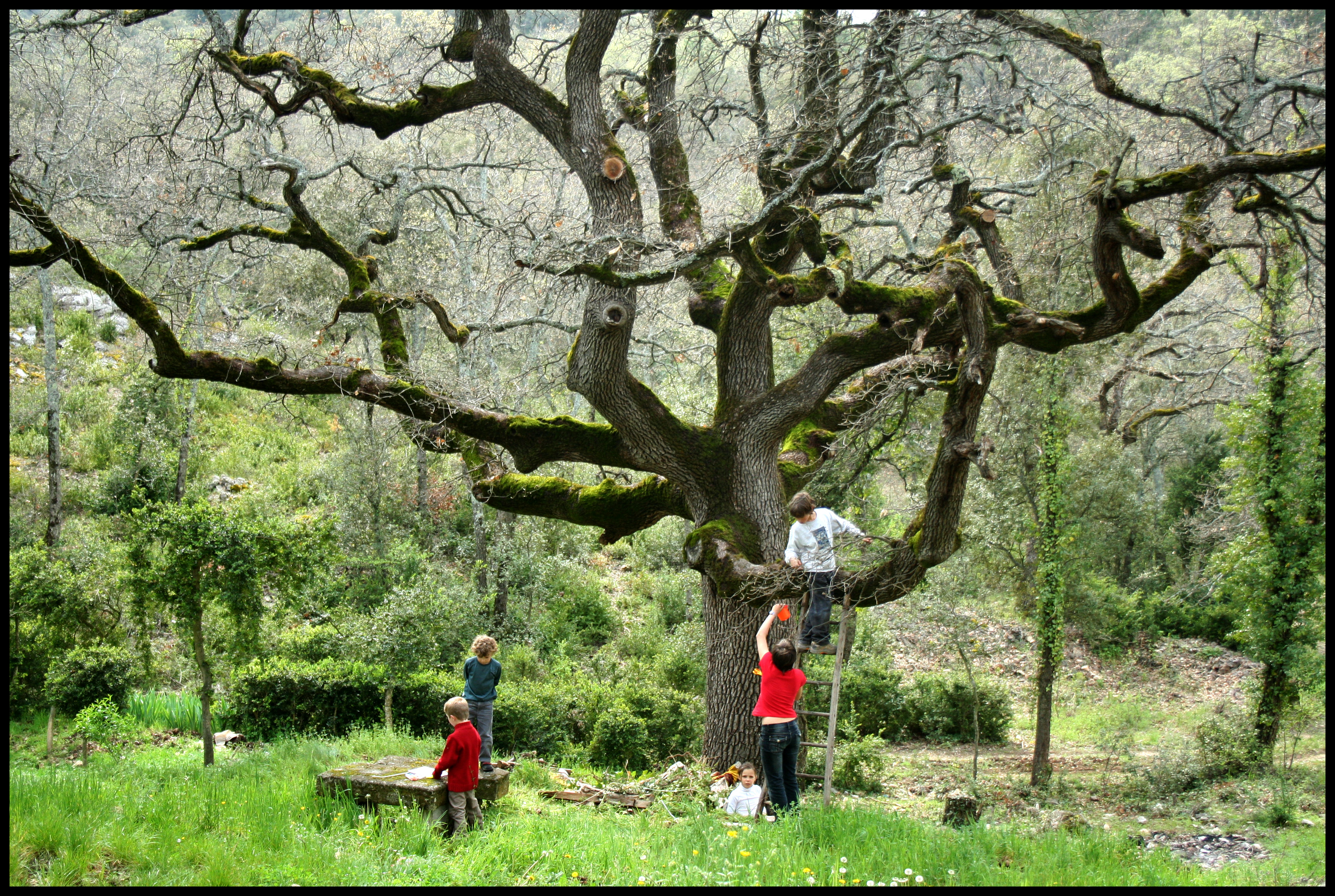 Люди живущие на деревьях. С. Ачандара. «Дерево жизни. Дерево жизни Боливия. Great grandfather дерево. Дерево жизни Абхазия анчандара.